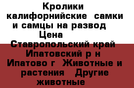 Кролики (калифорнийские) самки и самцы на развод! › Цена ­ 200 - Ставропольский край, Ипатовский р-н, Ипатово г. Животные и растения » Другие животные   